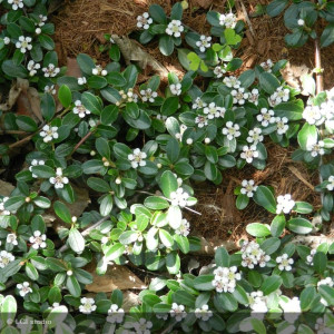 COTONEASTER Skogholmen
