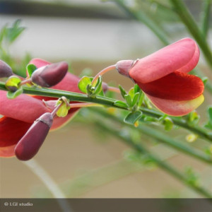 CYTISUS scoparius Burkwoodii