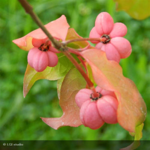 EUONYMUS europaeus Red cascade