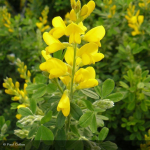 GENISTA Porlock