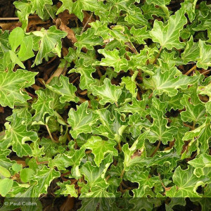 HEDERA helix Ivalace