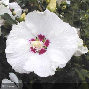 HIBISCUS syriacus Redheart