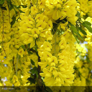 LABURNUM anagyroides