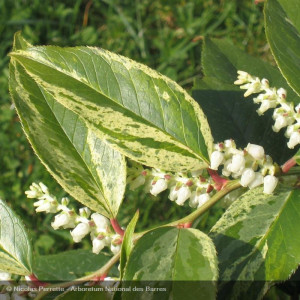 LEUCOTHOE walteri Rainbow