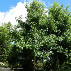 LIQUIDAMBAR styraciflua...