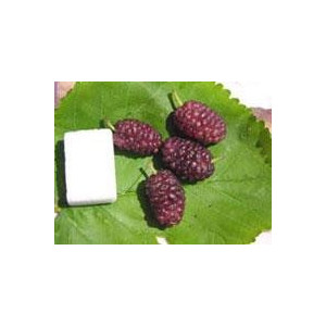 MûRIER blanc Cattaneo tsen