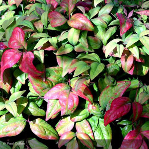 NANDINA domestica Fire power