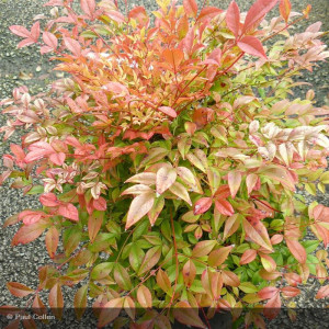 NANDINA domestica Gulf stream