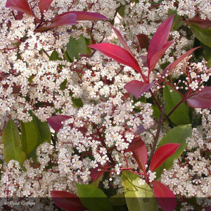 PHOTINIA x fraseri Red robin