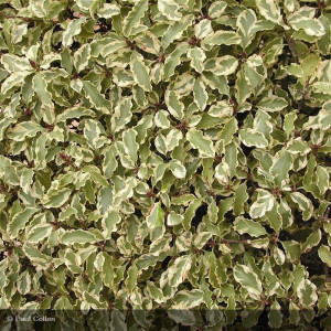 PITTOSPORUM tenuifolium...