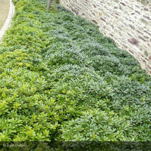 PITTOSPORUM tobira Nana