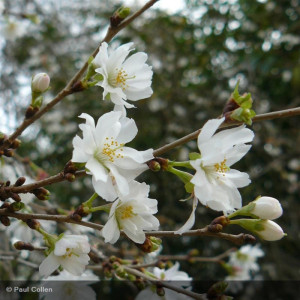 PRUNUS x subhirtella...