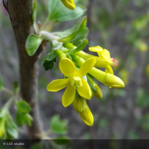 RIBES odoratum