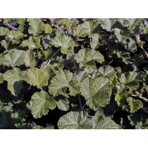 RUBUS Betty ashburner