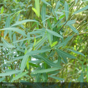 SALIX purpurea