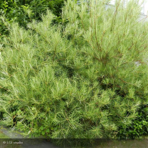 SALIX rosmarinifolia