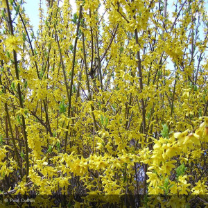 FORSYTHIA x intermedia Lynwood