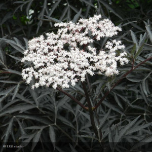 SAMBUCUS nigra Black lace