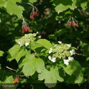 VIBURNUM opulus