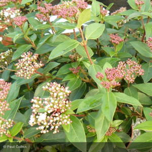 VIBURNUM tinus Eve price