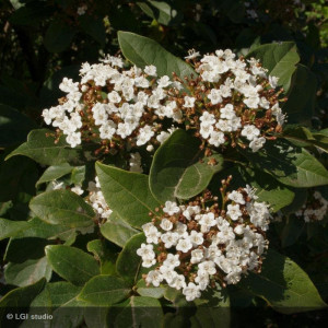 VIBURNUM tinus Giganteum