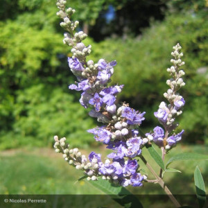 VITEX agnus-castus Latifolia